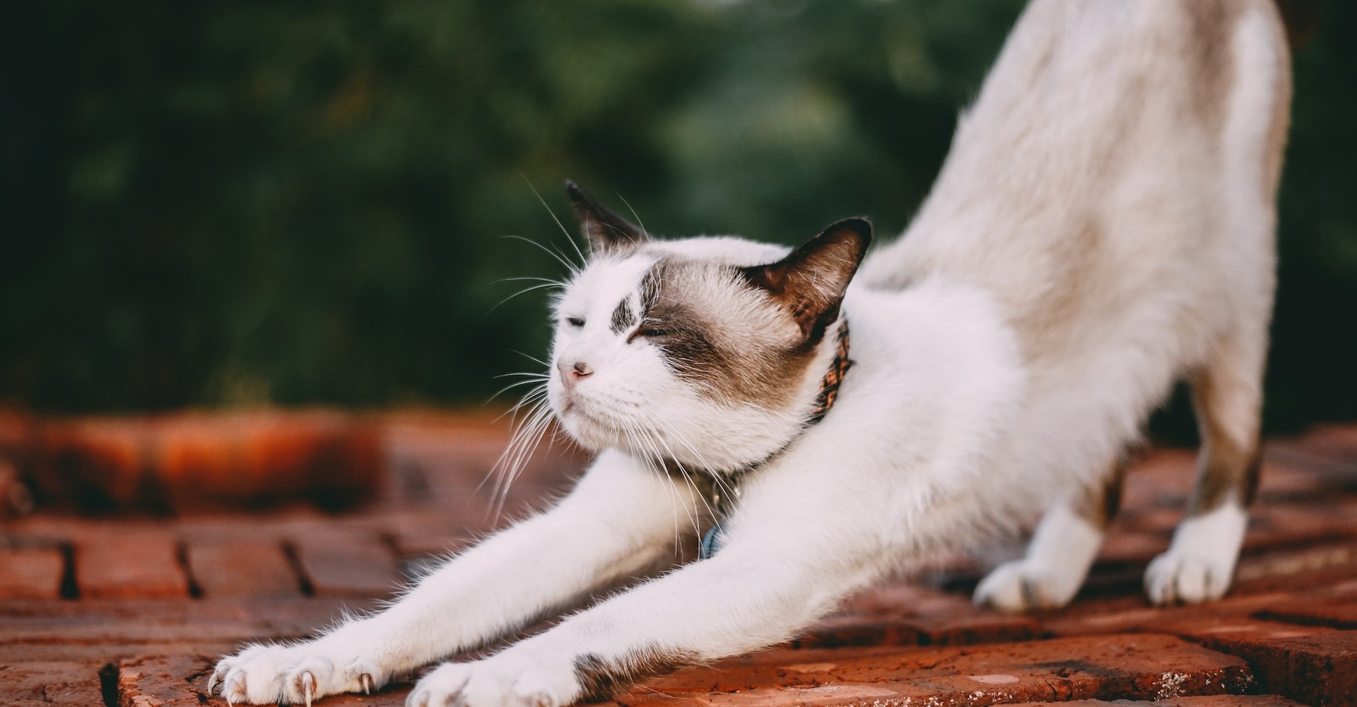 Cat stretching