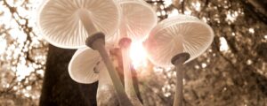 Psilocybin