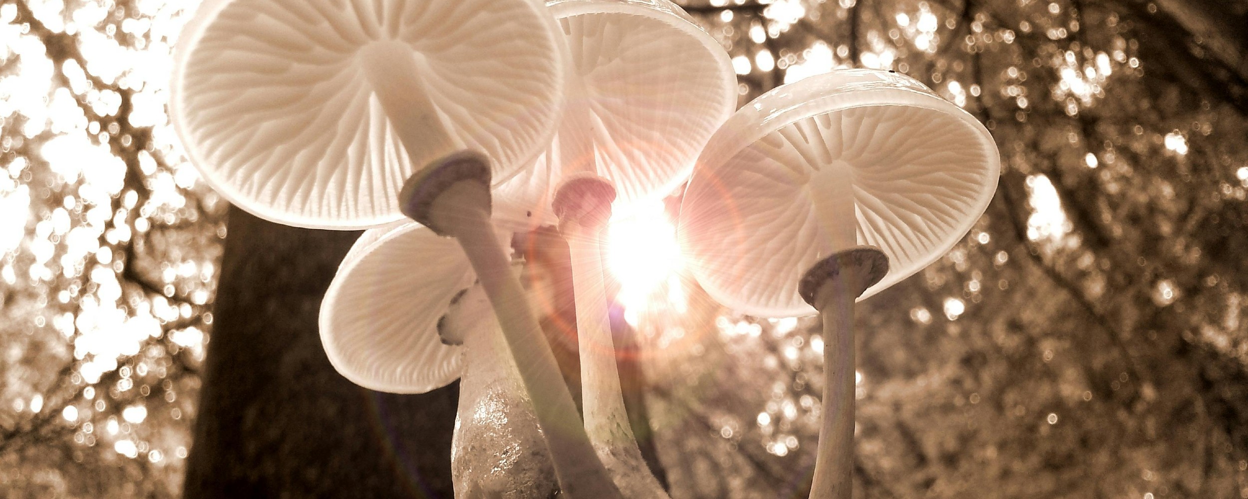 Psilocybin